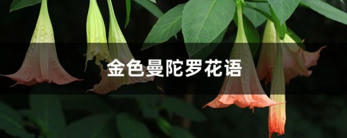 金色曼陀罗花语