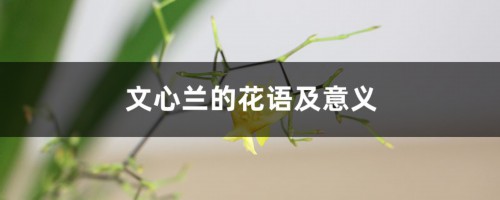 文心兰的花语及意义