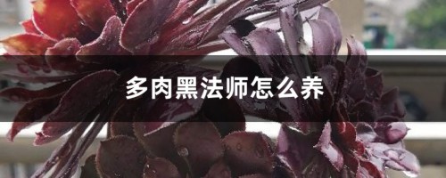 多肉黑法师怎么养，如何扦插、繁殖？