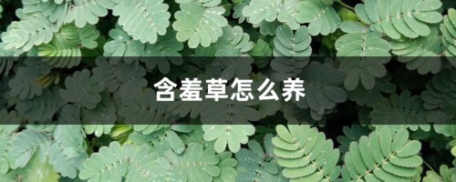 含羞草怎么养