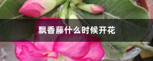 飘香藤什么时候开花