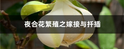 夜合花繁殖之嫁接与扦插